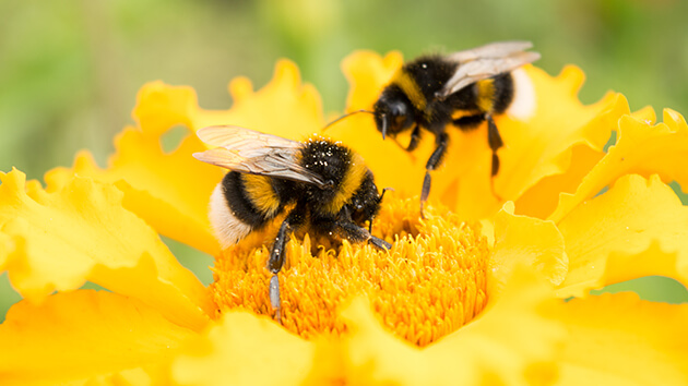 Bees in a flower