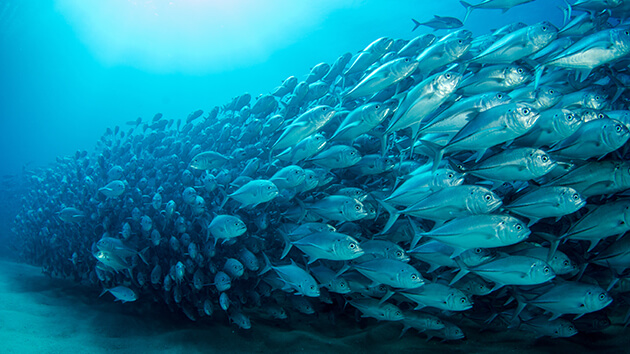 School of fish