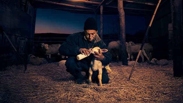 Farmer feeding a lamb