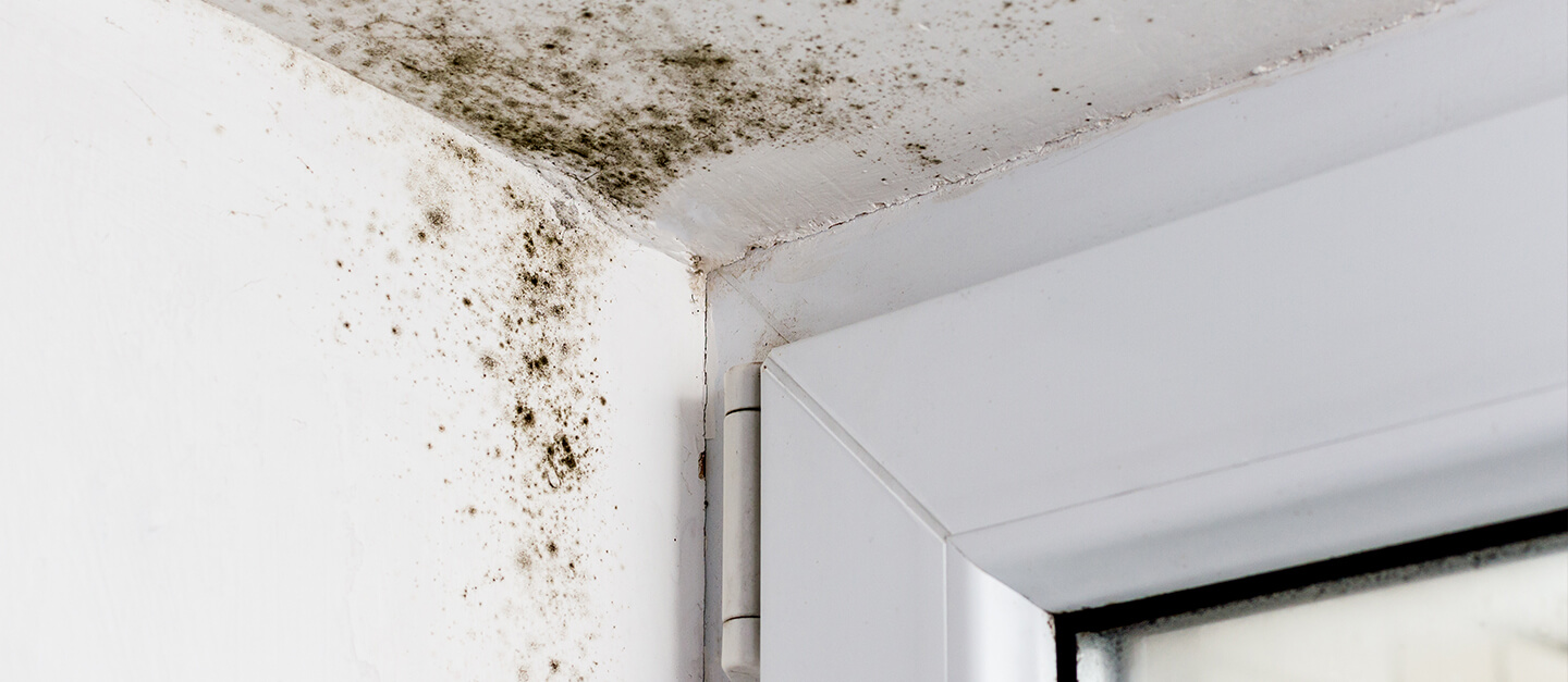 10 Easy Ways To Prevent Mould Growing In Your Home